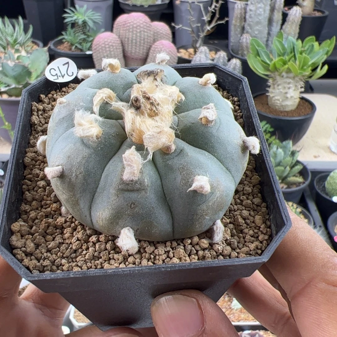 草球乌实生5.5一物一拍带盆发