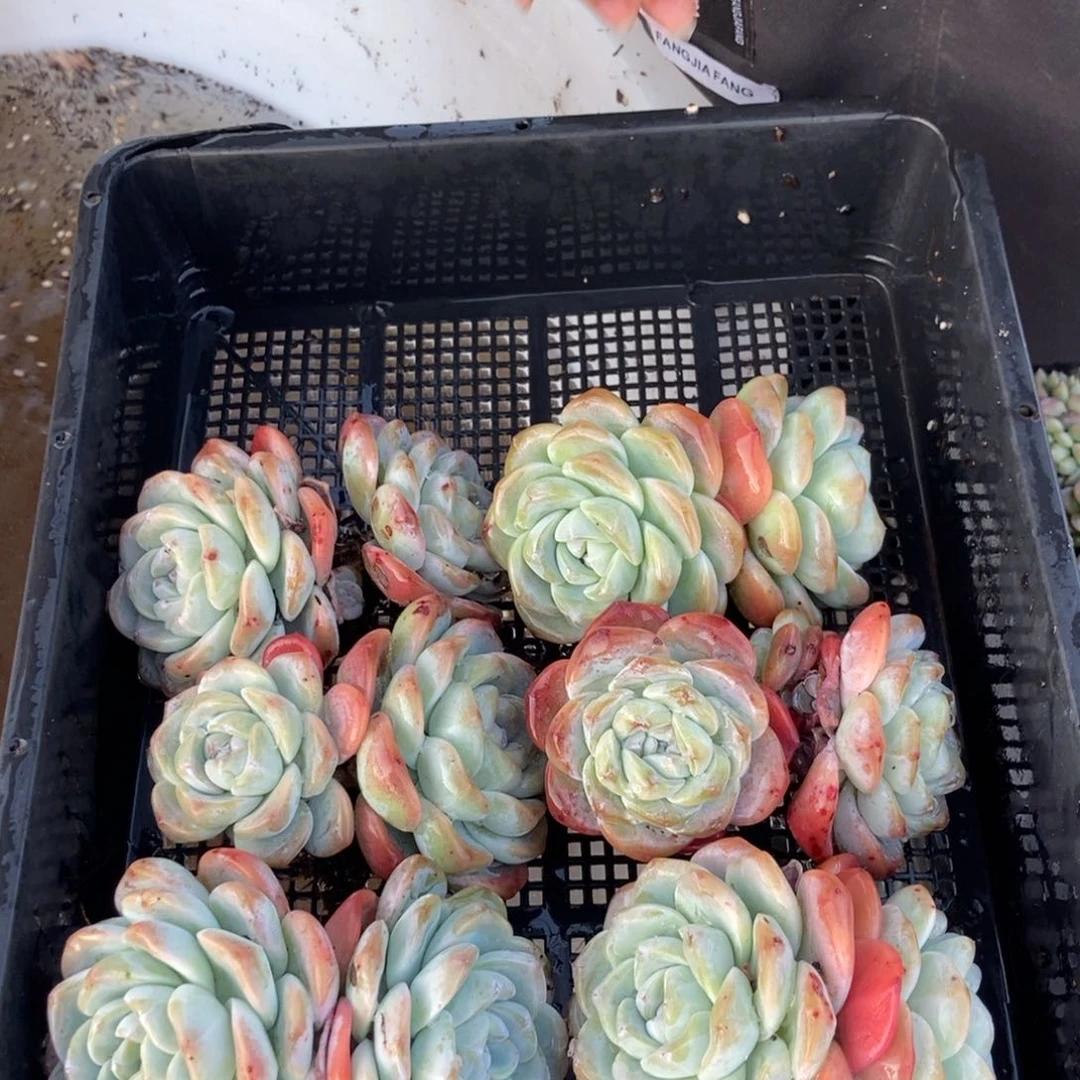 11.78冰玉双头随机发一颗