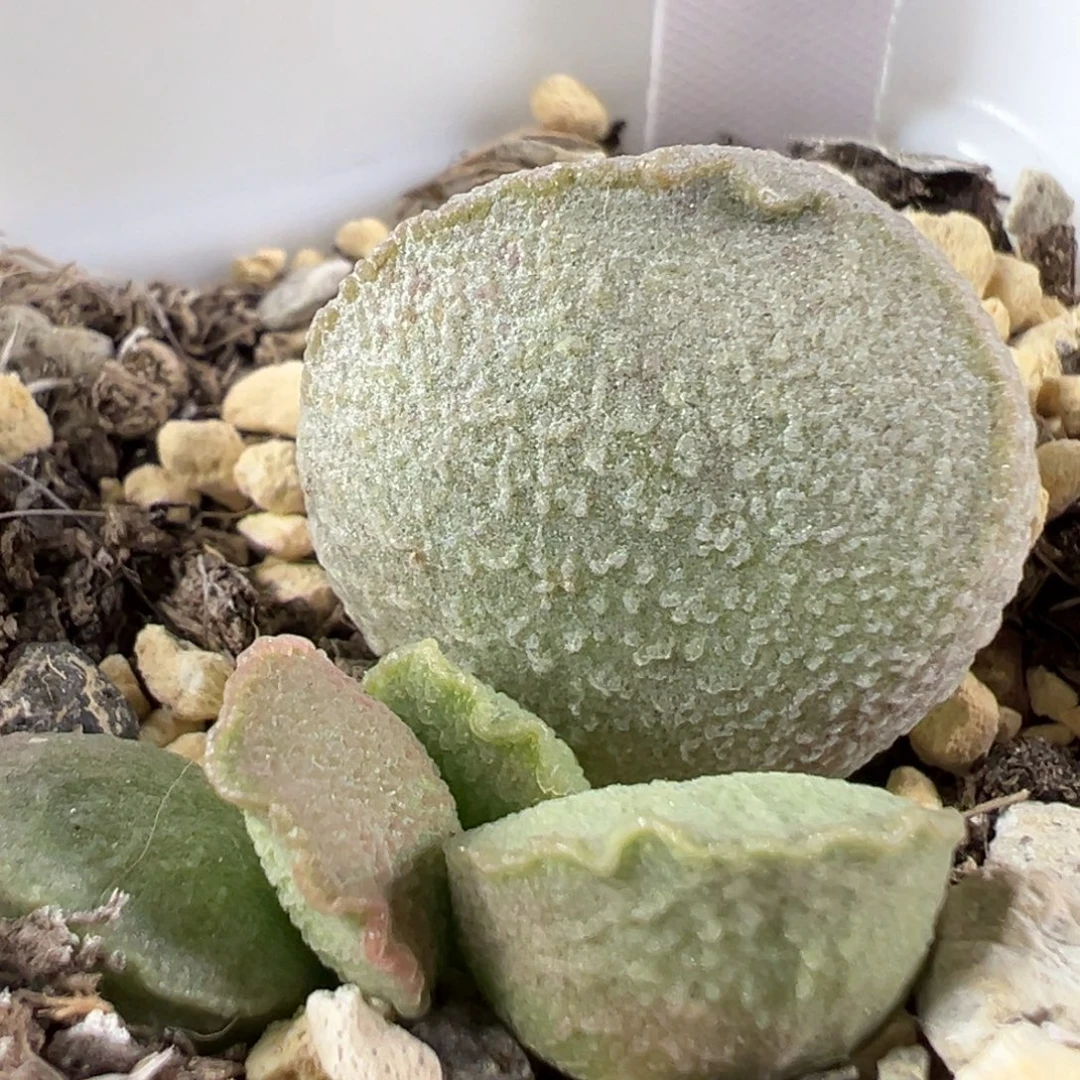 w流萤多肉植物水泡