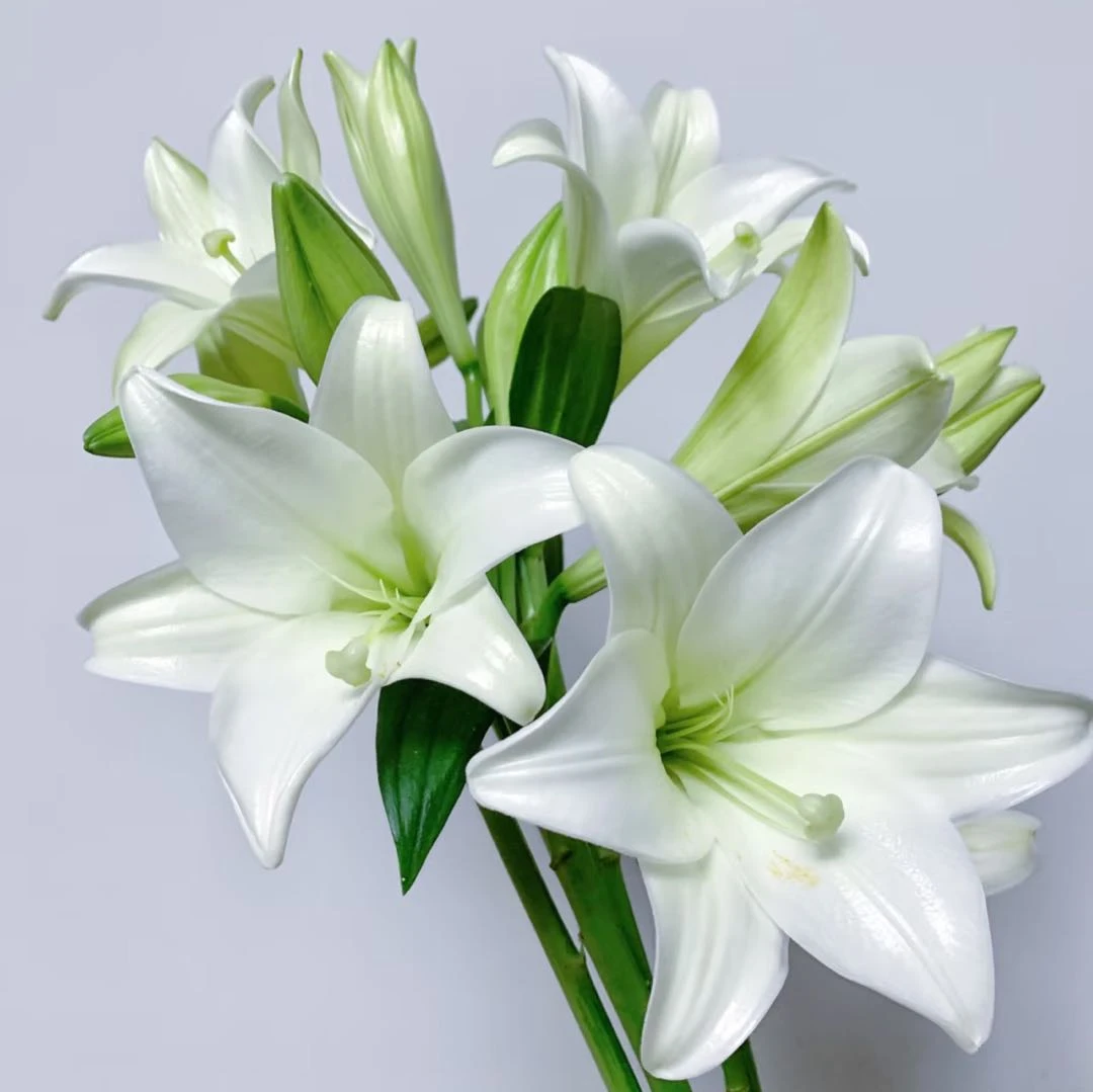 【盼盼鲜花】白铁炮百合 鲜切花 云南鲜花 粉丝加保鲜剂