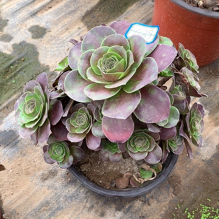 多肉植物魅金玫瑰439