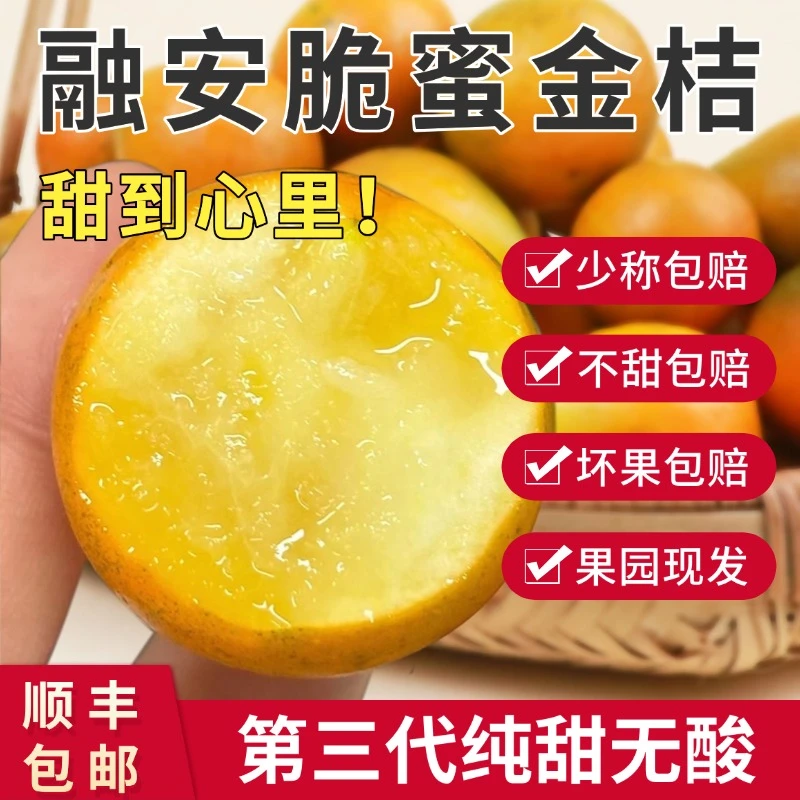【第三代脆蜜金桔家庭装】正宗广西融安金桔纯甜无酸新鲜果园直发