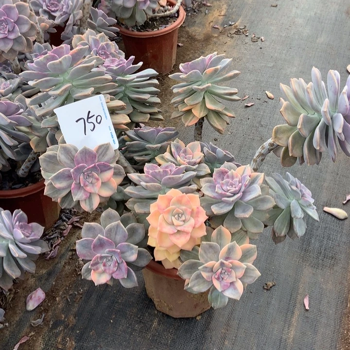 紫乐锦750 晓晓一物一拍冷链