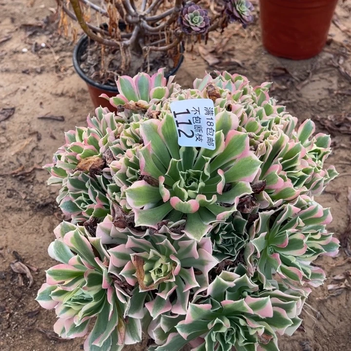 112白凤手捧桩不太直1