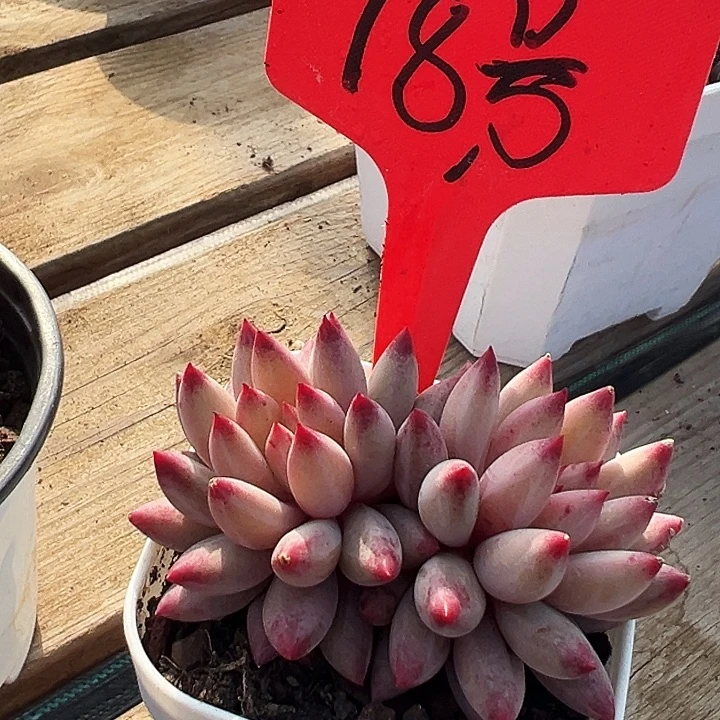 小***.       金鱼姬  18号