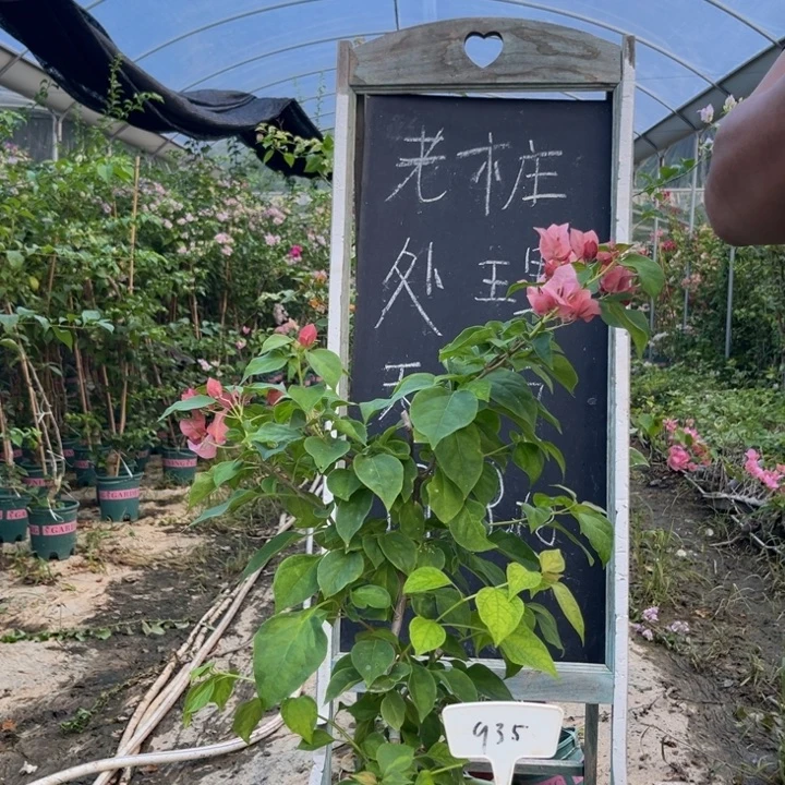 无花朵三角梅三角梅935