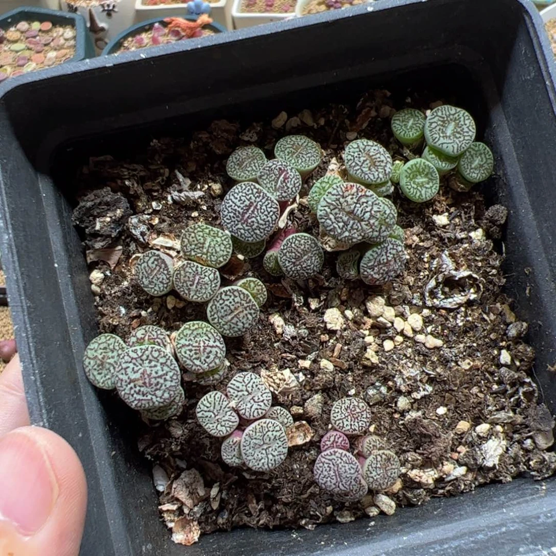 【闪购商品】102 清盒