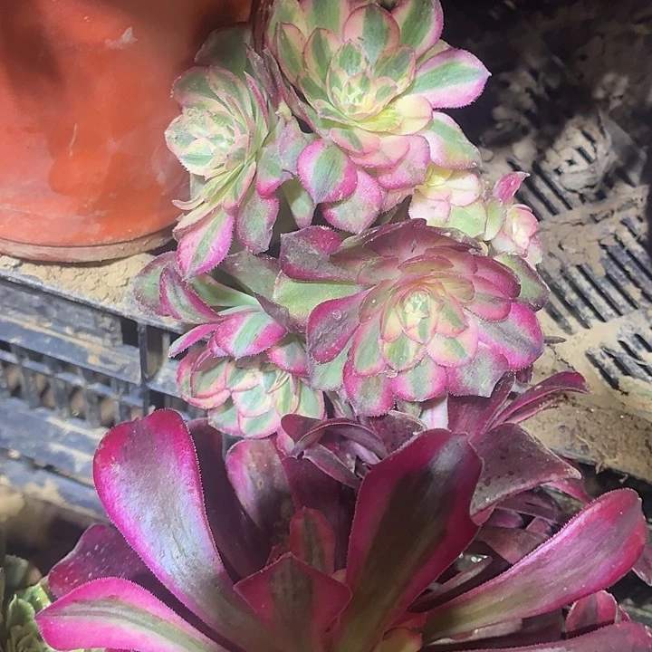 荔枝两颗脱土发货9.9