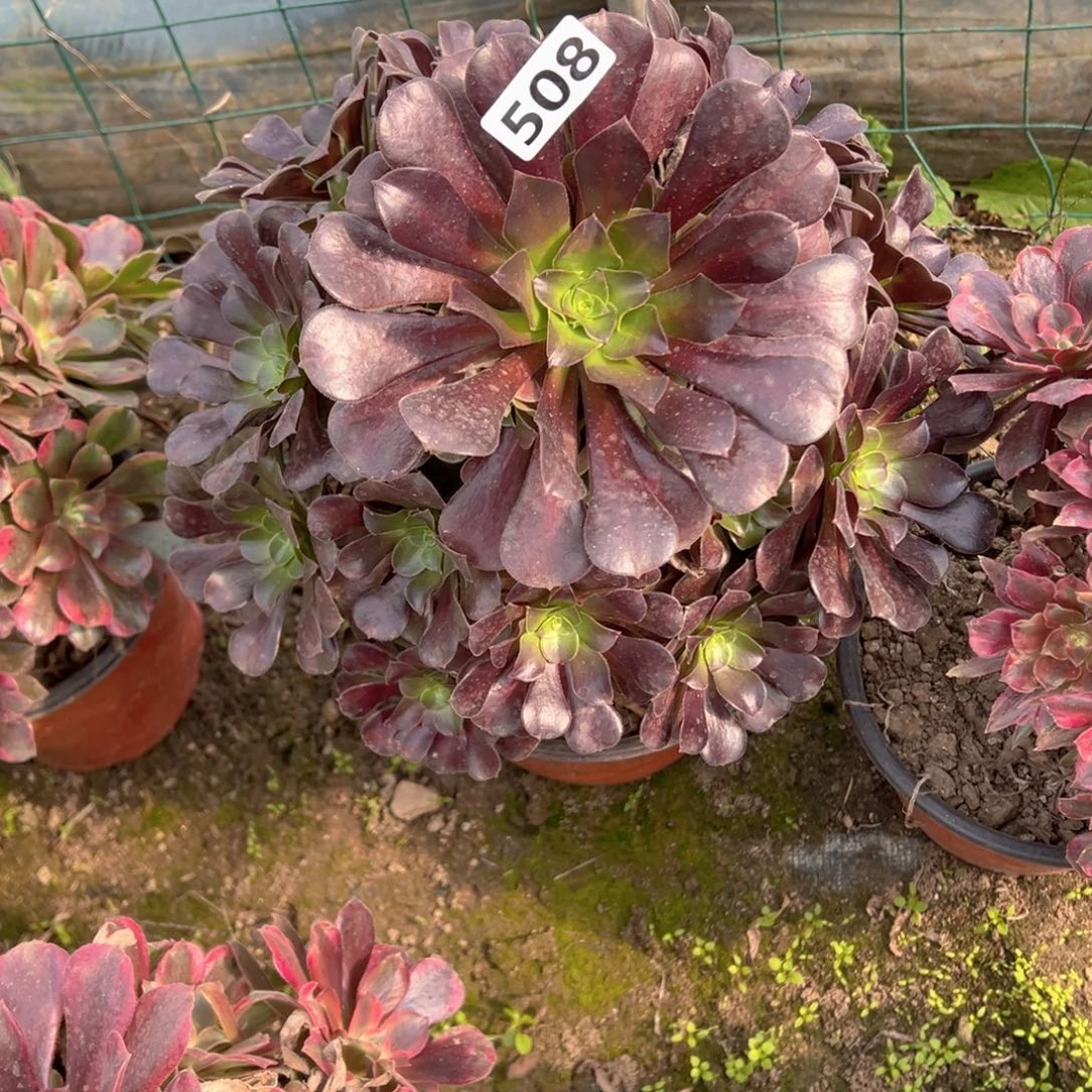 多肉植物欧紫508号