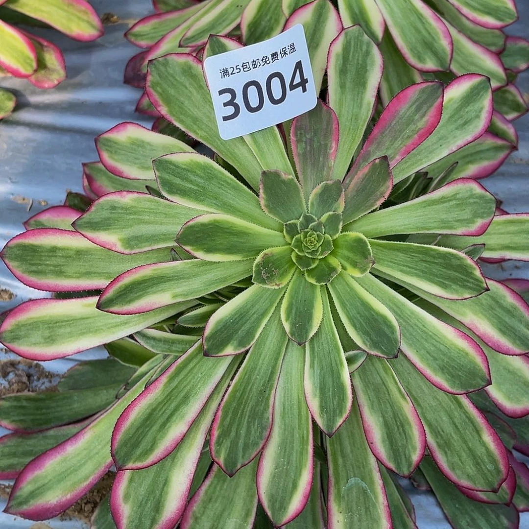 3004琉璃女神多肉植物