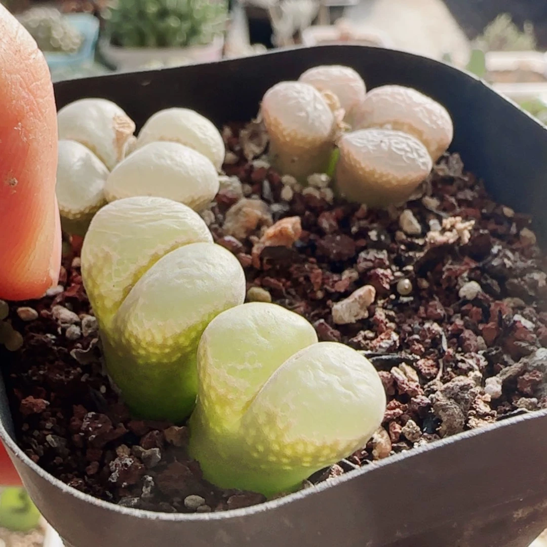 【闪购商品】迪**特21028