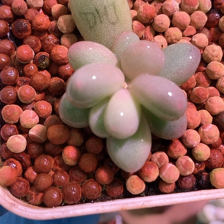 蛋黄奶酪锦多肉植物