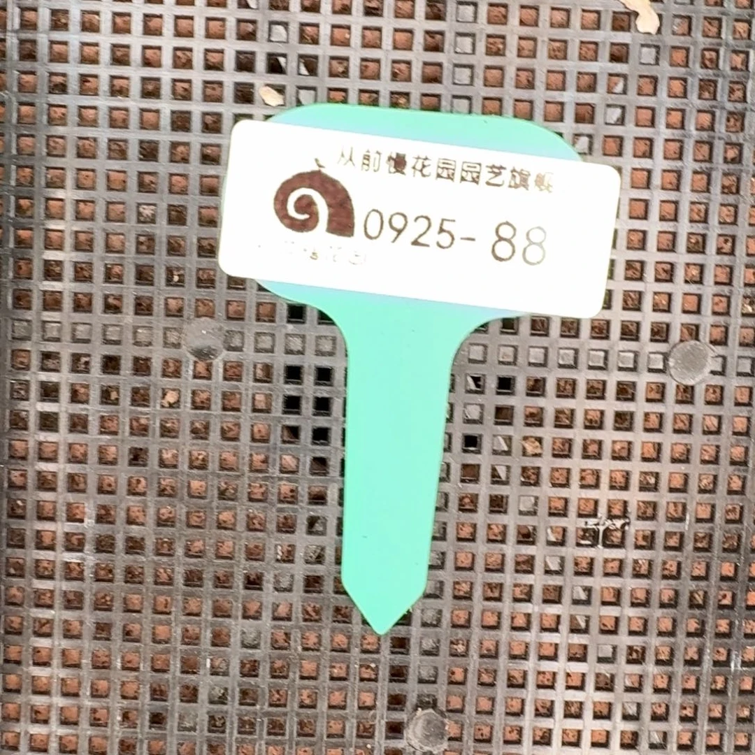 从前慢多肉精选编号0925.88