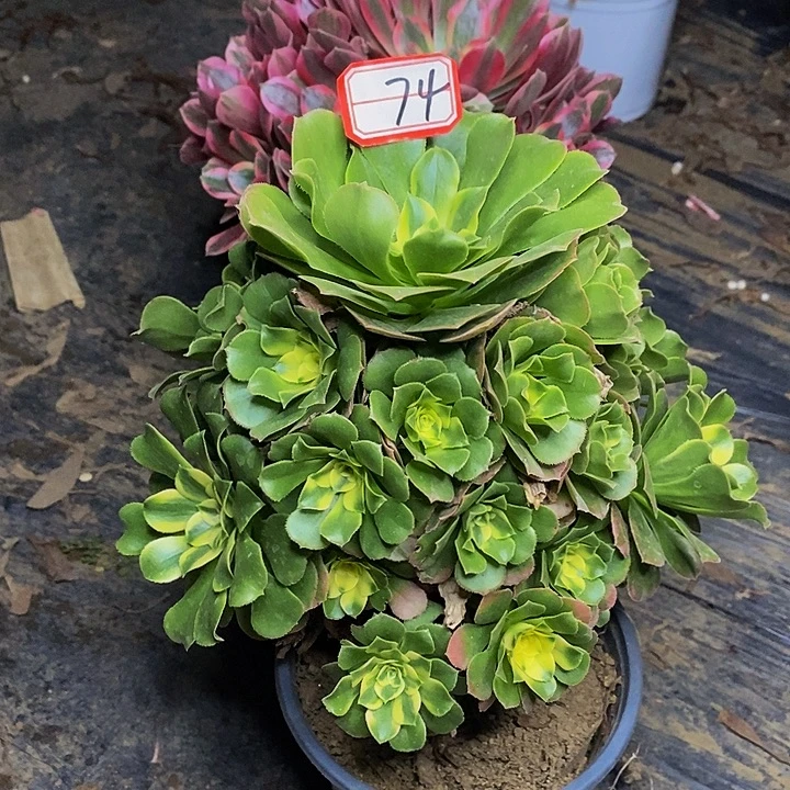 新尼亚老桩捧花74号
