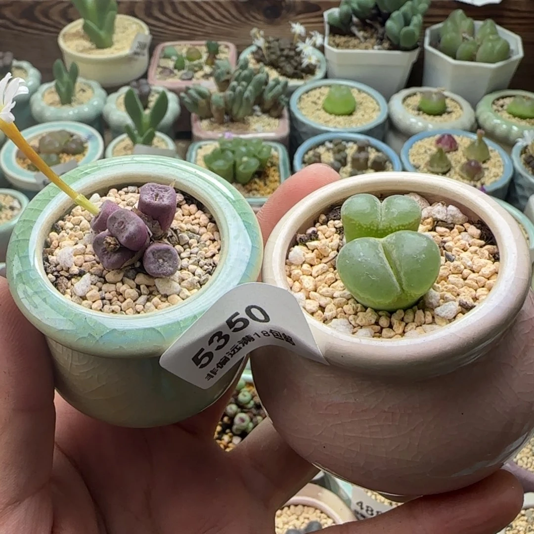 鼠***鼠5350/-一物一拍 带盆