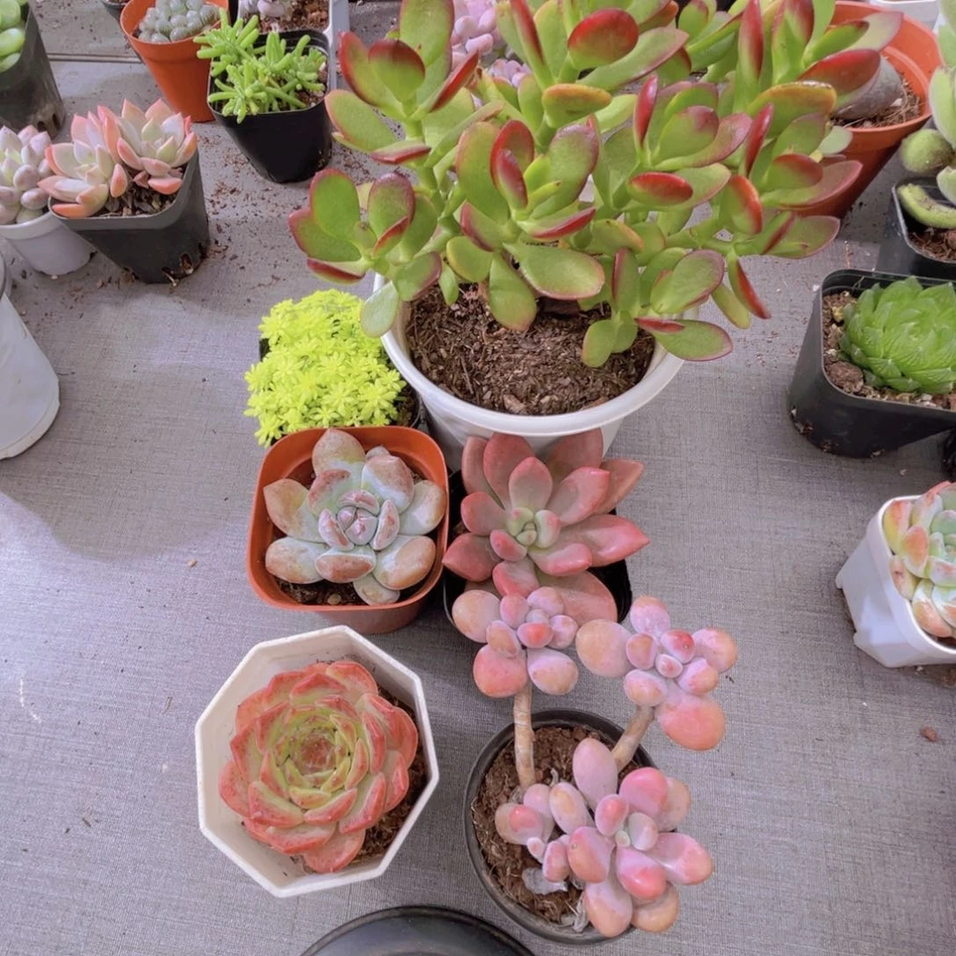 萌*哒黄金草 大姬红花月 橙梦露 桃花源 粉恋 桃蛋