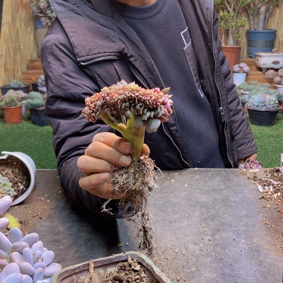 ?****?161号大红袍缀多肉