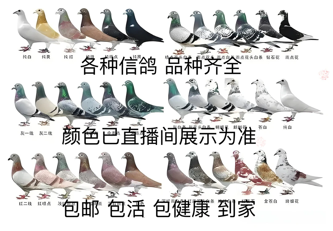 01鸽子公母原配信鸽公棚血统鸽下蛋种鸽成绩鸽