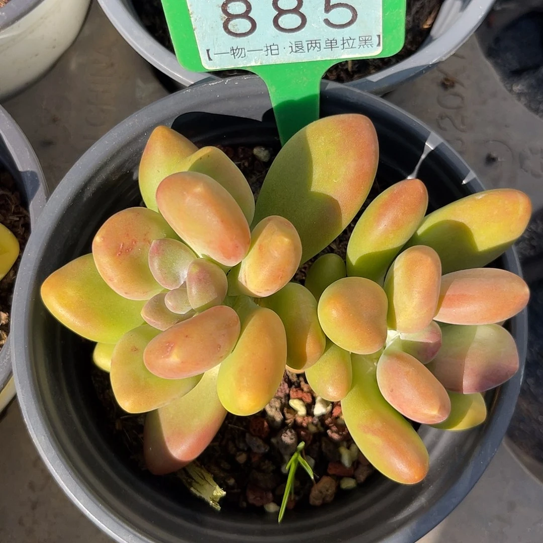 云尘多肉一物一拍 885,