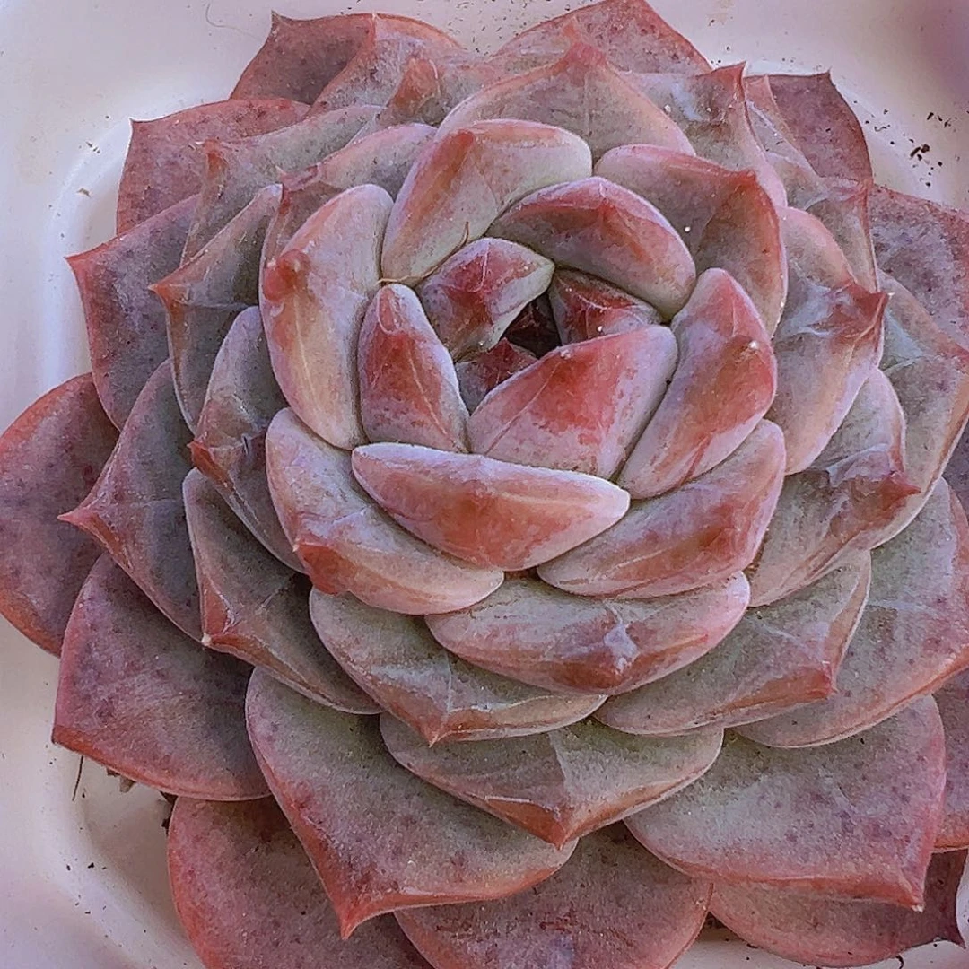 紫雾19包邮多肉植物