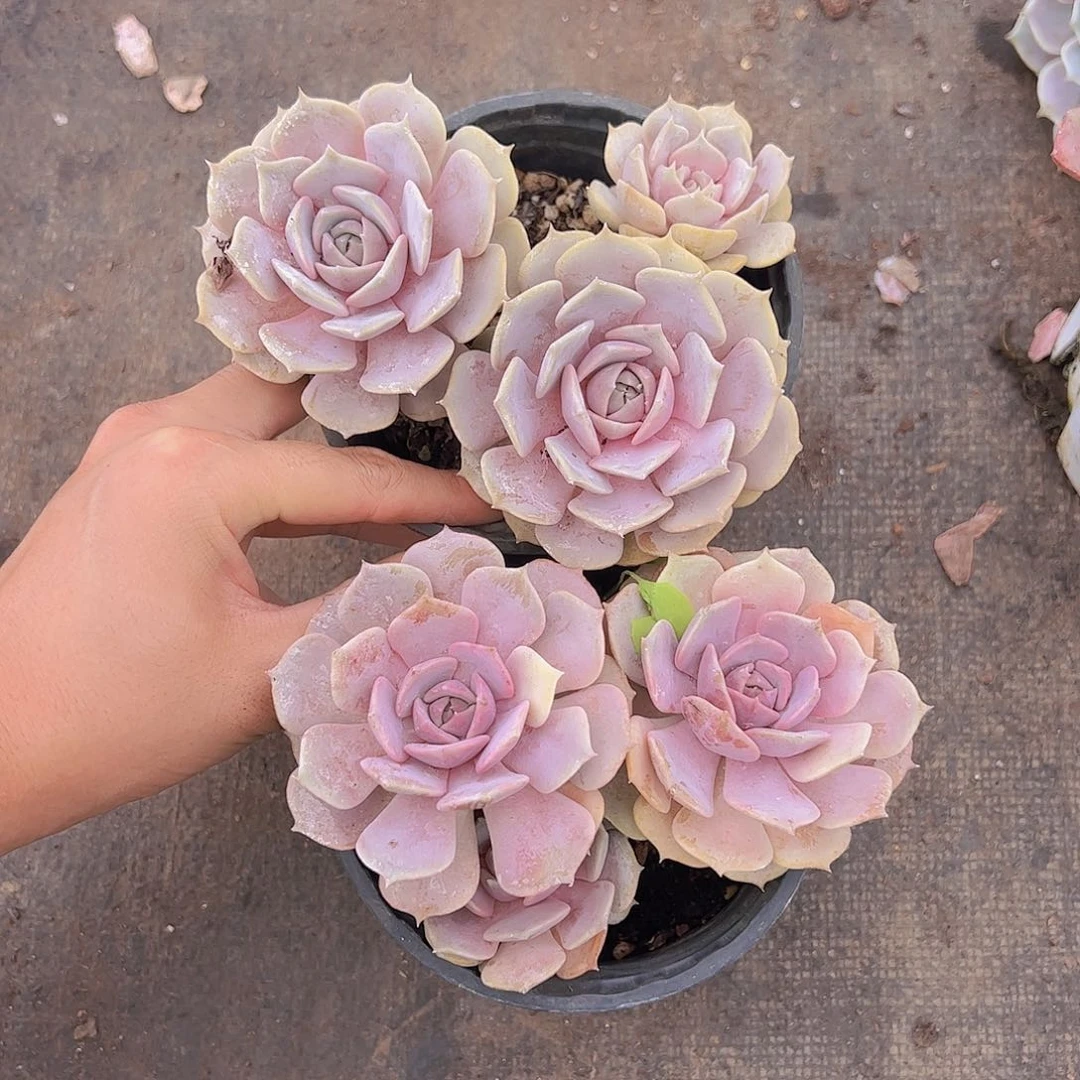 粉蝶双头起发精控二盆