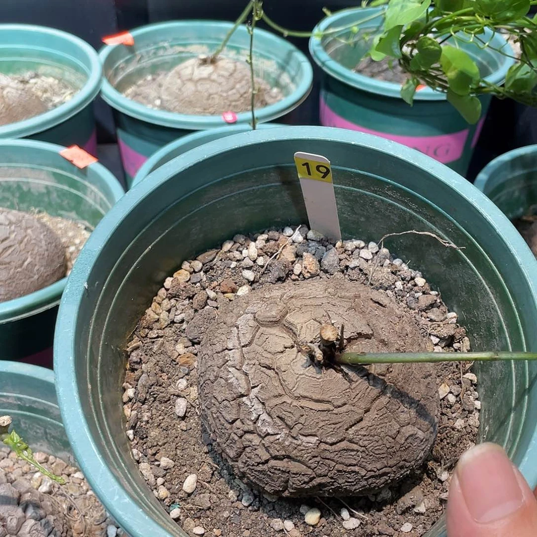 龟甲龙19号不退换