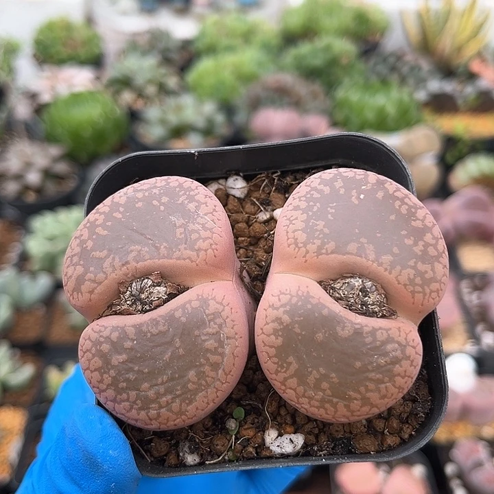 747 日轮老母本 带盆土 卡7.5