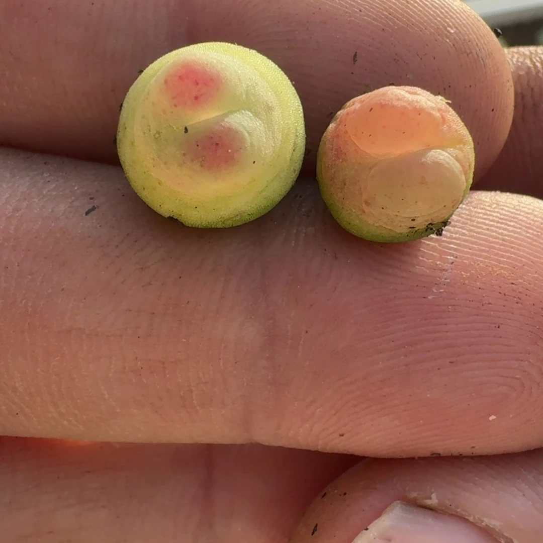 011拉登一一一一一