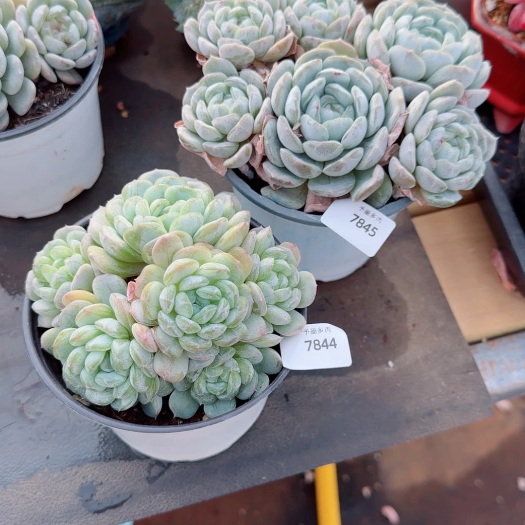 瑶***～白恋群7844 ，7845多肉植物