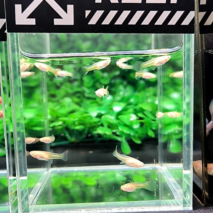 海水鱼精品孔雀鱼，极光幻彩，12条苗子含两条被损。