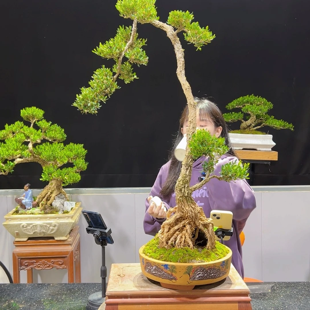 黄杨盆景老桩四季长青