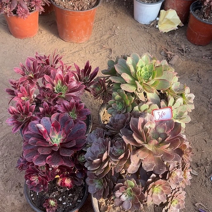 360多肉植物组合，