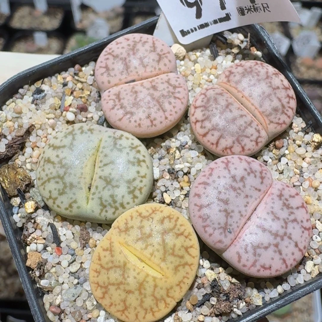 zzzzz精品生石花971