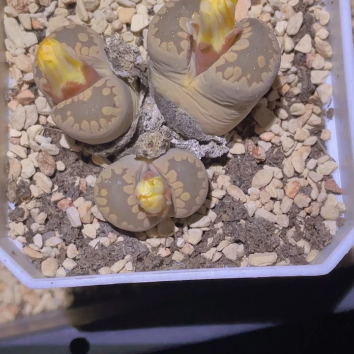 4558885885885888885885