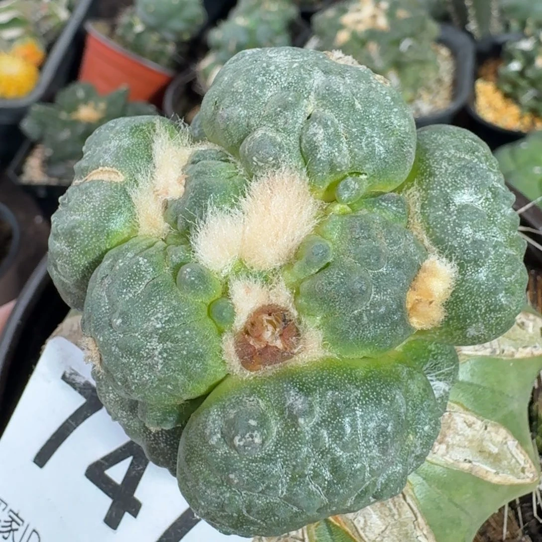 【闪购商品】大型蛋尤怒涛747