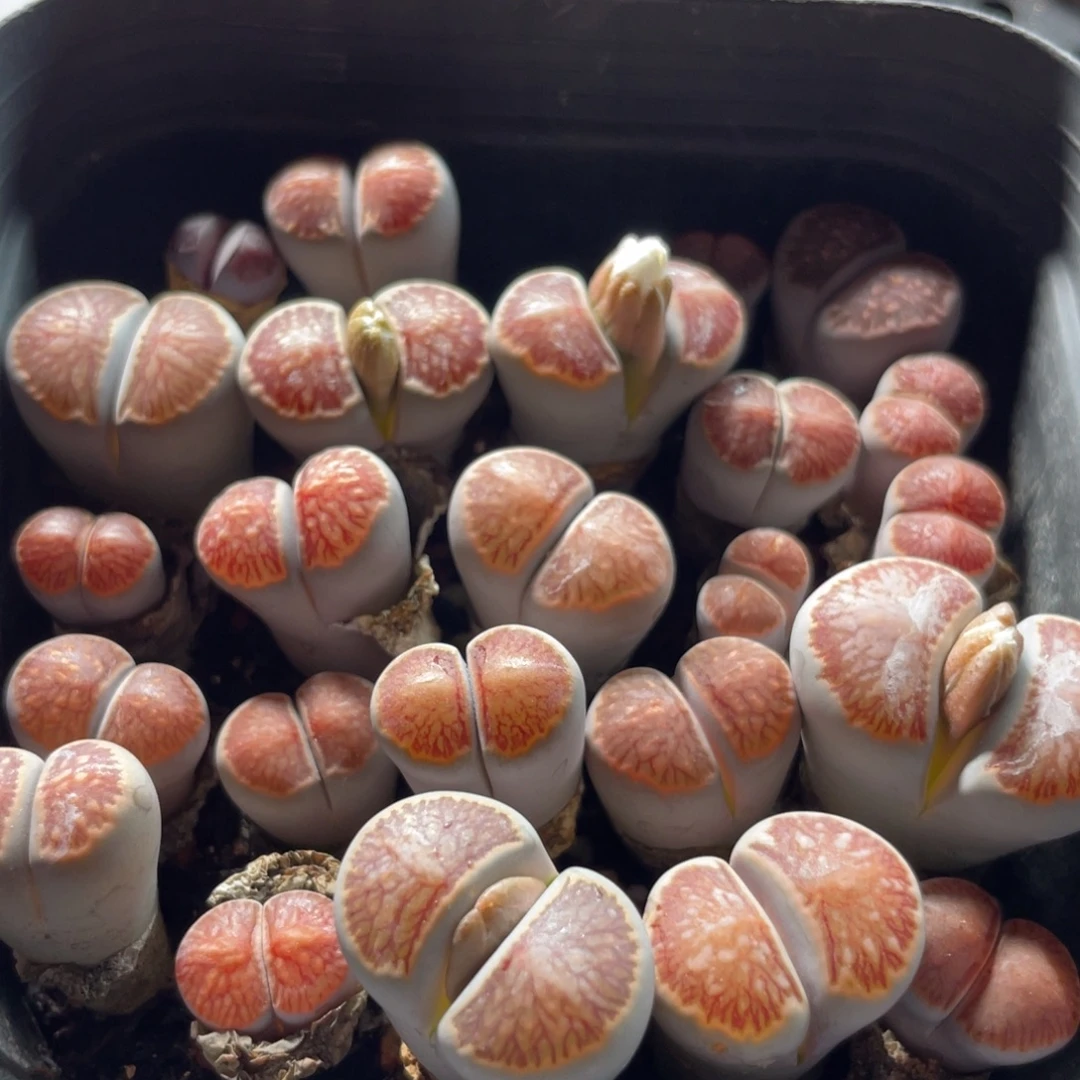 大盆特价一物一拍～35
