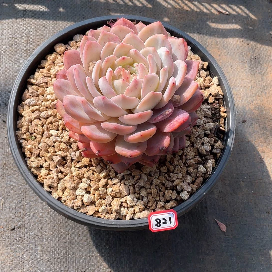 821橙子 一物一拍多肉