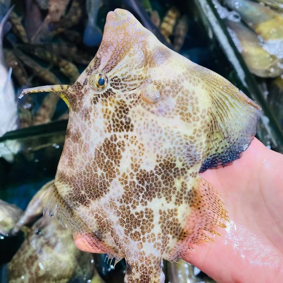 鲜活生猛剥皮鱼500g。默认杀好。