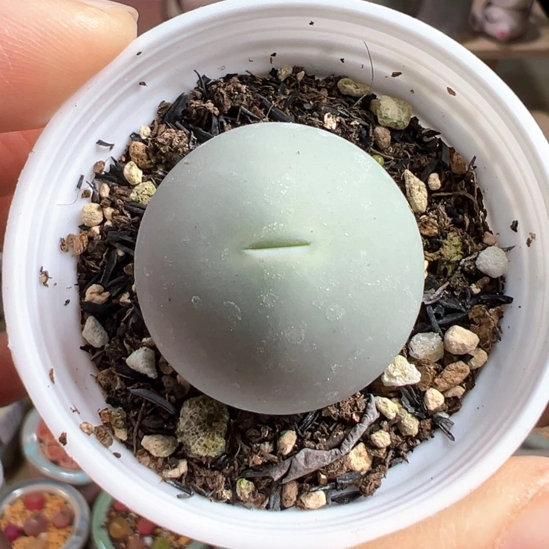 多肉植物158号鸽子蛋