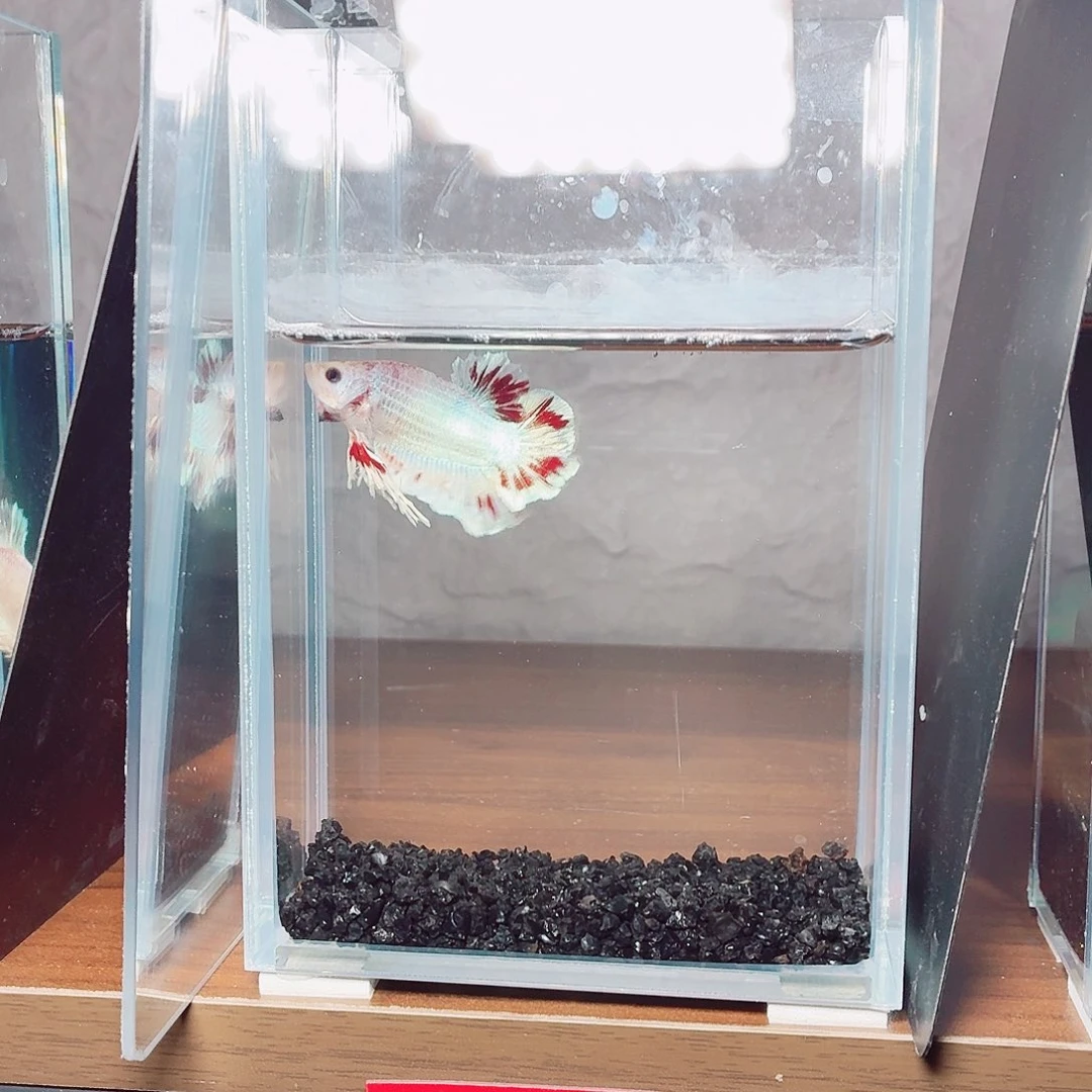 斗鱼珊瑚体血斑公鱼