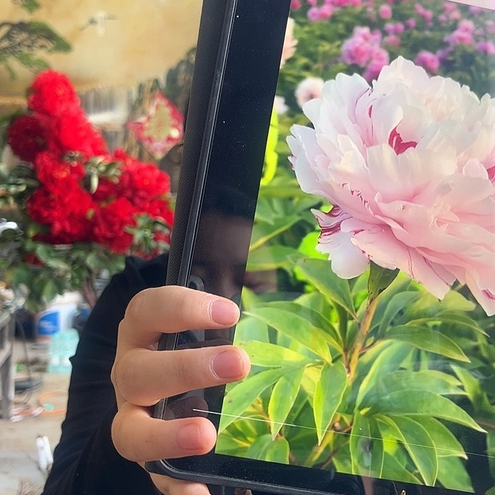 无花朵粉池金鱼芍药