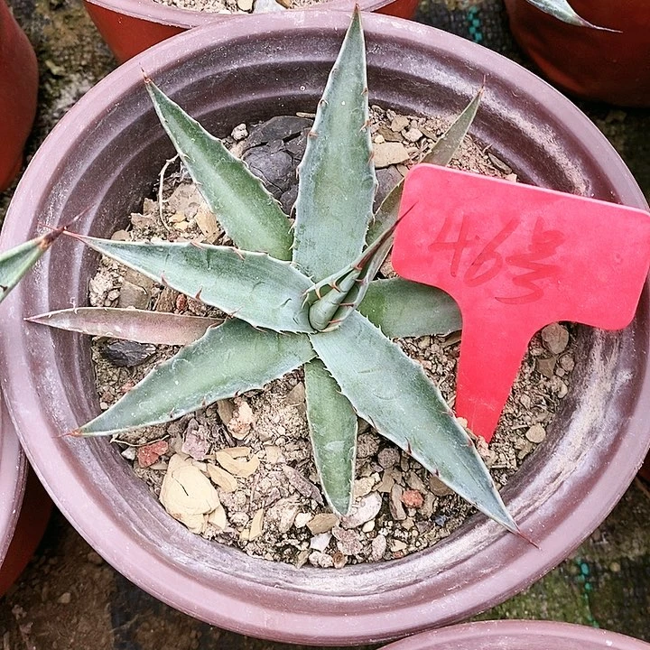 【闪购商品】无花朵龙舌兰赫瓦蒂娜 三单包邮