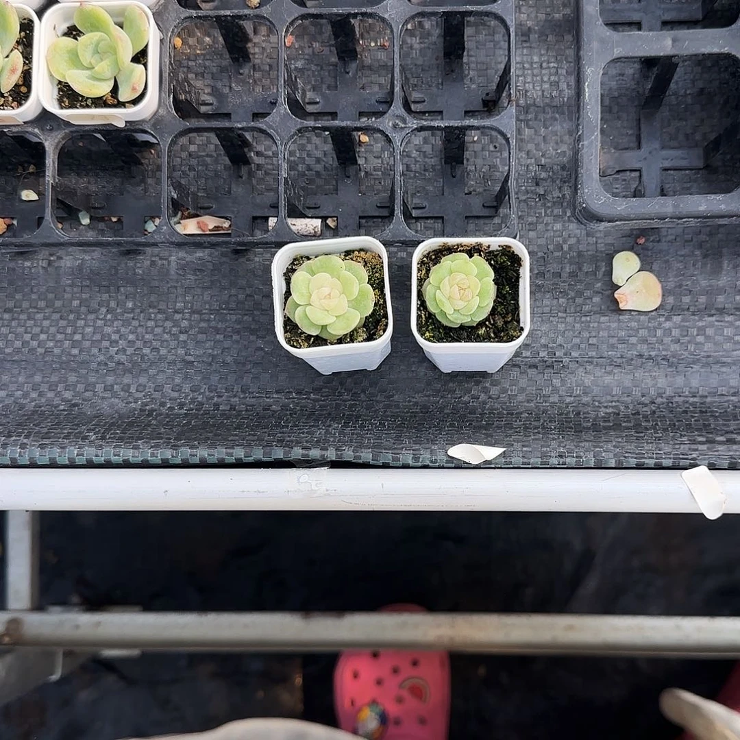 丫****头映雪中盆一个满25包邮