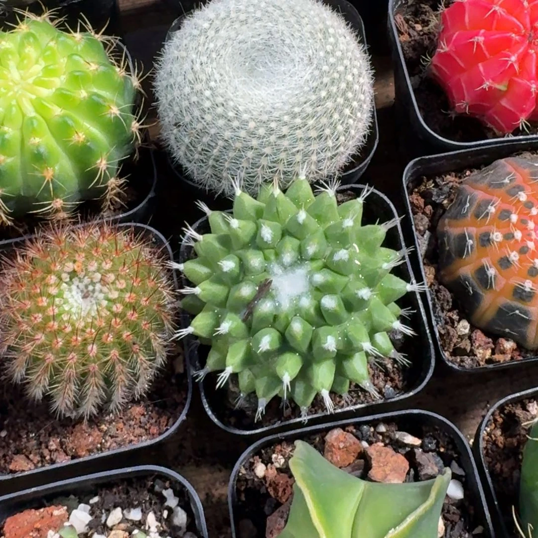 雪糕仙人球5㎝盆单头