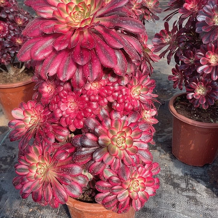 673 多肉法师多 香奶奶