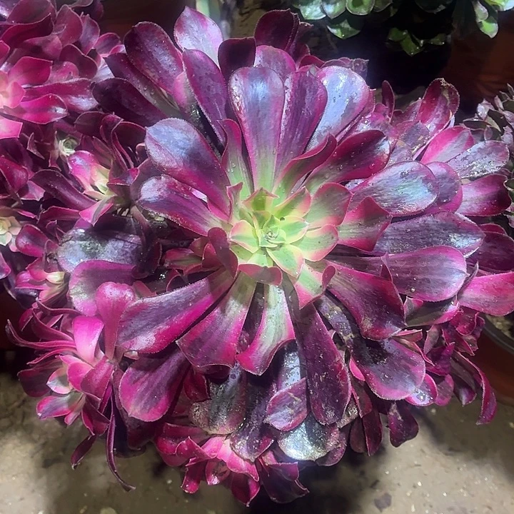 美杜莎一棵脱土15.8