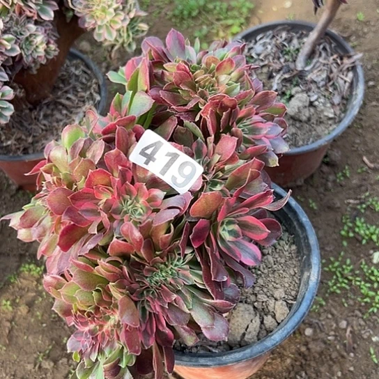 用***1多肉植物一个香非419