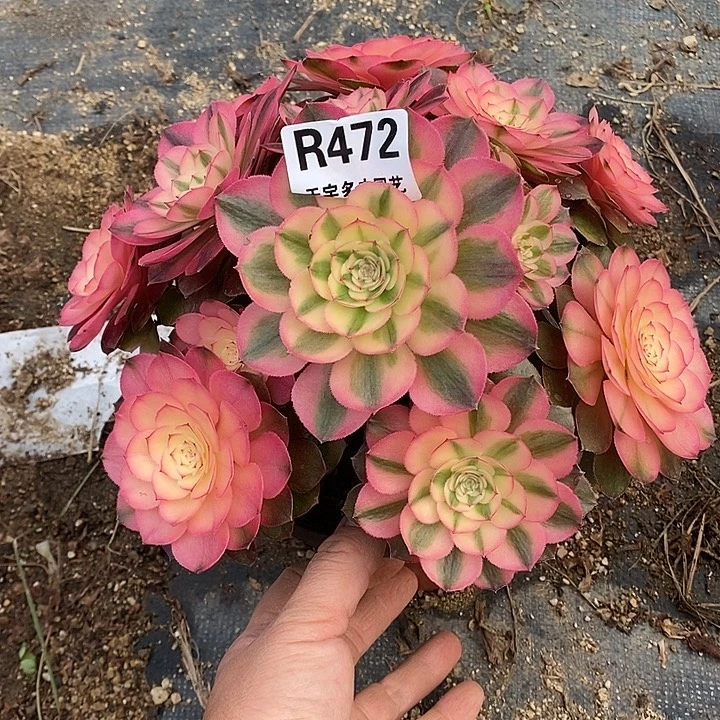 多肉植物荔枝472多肉