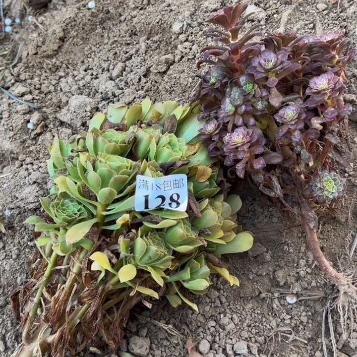 128绿玫瑰➕铜颜0000