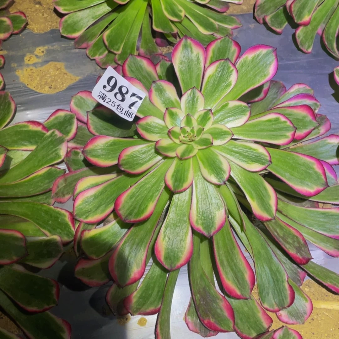 霁月多肉植物多肉植物987